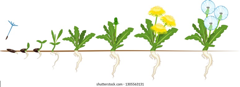 Life cycle of dandelion plant or taraxacum officinale. Stages of growth from seed to adult plant