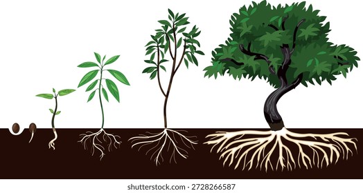 Life cycle of deciduous tree with root system. Stages of growth from seed and sprout to  mature tree with a green crown, isolated on a white background.