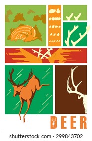 life cycle deer