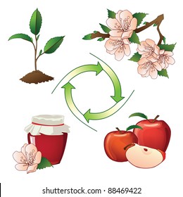 515 Apple Tree Life Cycle Images, Stock Photos & Vectors 