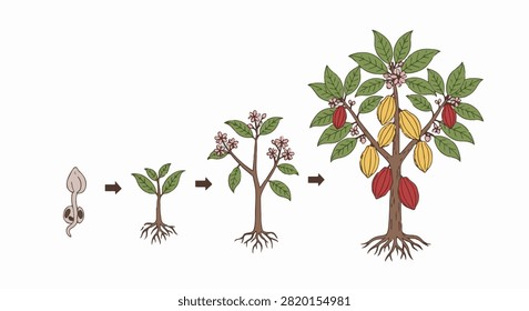Life cycle diagram of a cocoa tree (Theobroma cacao) showing four stages: seed germination, seedling growth, flowering sapling, and mature fruit-bearing tree with cacao pods.