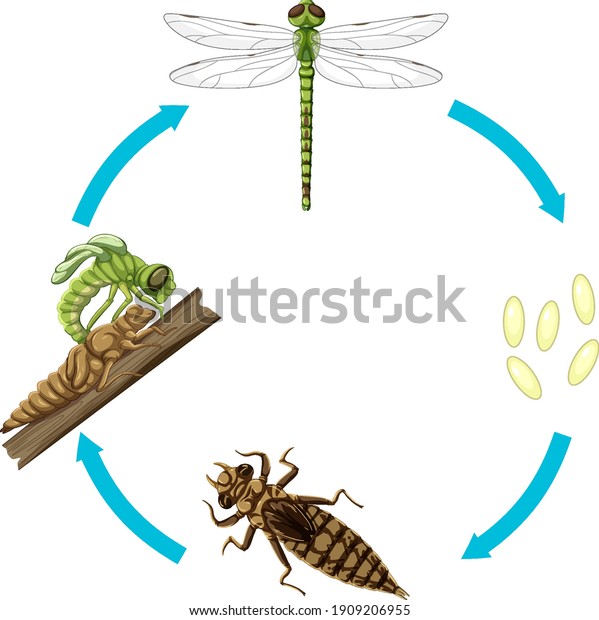Life\
cycle of dragon fly on white background\
illustration