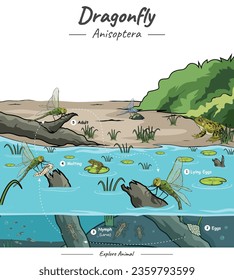 Life cycle of dragonfly illustration with their habitat. vector file, ready to use, ready to print, easy to edit, colorful.