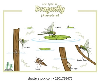 Life cycle of dragonfly illustration.
vector file, ready to use, ready to print, easy to edit, colorful.