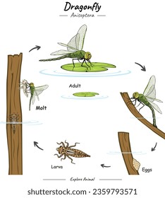 Ciclo de vida de la ilustración de la libélula.
archivo vectorial, listo para usar, listo para imprimir, fácil de editar, colorido.