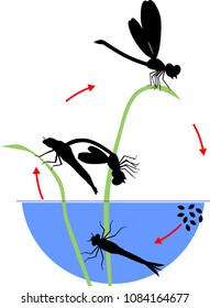 Life cycle of dragonfly. Sequence of stages of development of dragonfly from egg to adult insect