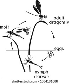 Life cycle of dragonfly. Sequence of stages of development of dragonfly from egg to adult insect