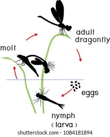 Life cycle of dragonfly. Sequence of stages of development of dragonfly from egg to adult insect