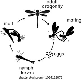 Life Cycle Dragonfly Sequence Stages Development Stock Vector (Royalty ...