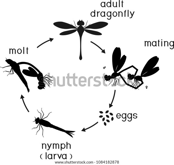 Life Cycle Dragonfly Sequence Stages Development Stock Vector (Royalty ...