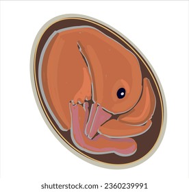 Life cycle of duck vector. Developmental process of duck vector illustration