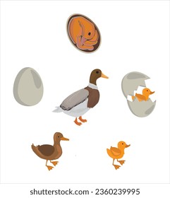 Life cycle of duck vector. Developmental process of duck vector illustration
