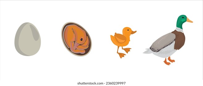 Life cycle of duck vector. Developmental process of duck vector illustration