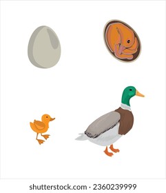 Life cycle of duck vector. Developmental process of duck vector illustration