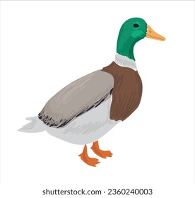Life cycle of duck vector. Developmental process of duck vector illustration