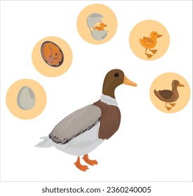 Life cycle of duck vector. Developmental process of duck vector illustration