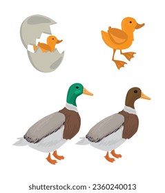 Life cycle of duck vector. Developmental process of duck vector illustration