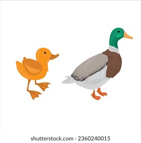 Life cycle of duck vector. Developmental process of duck vector illustration