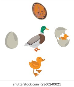 Life cycle of duck vector. Developmental process of duck vector illustration
