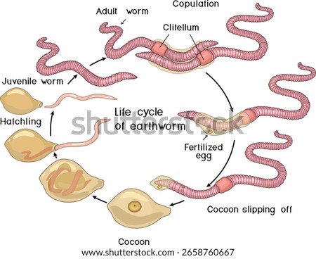Life cycle of earthworm from juvenile earthworm hatching from cocoon to copulation of two adult worms for biology lessons	