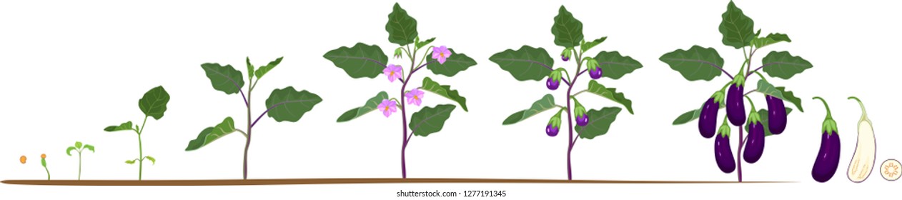 Life cycle of eggplant. Growth stages from seeding to flowering and fruit-bearing aubergine plant