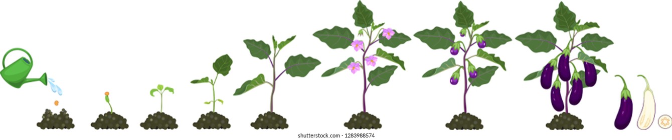 Life cycle of eggplant. Growth stages from seeding to flowering and fruit-bearing aubergine plant