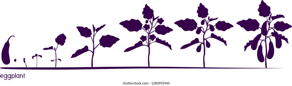 Life cycle of eggplant. Growth stages from seeding to flowering and fruit-bearing aubergine plant
