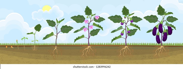 Life cycle of eggplant. Growth stages from seeding to flowering and fruit-bearing aubergine plant