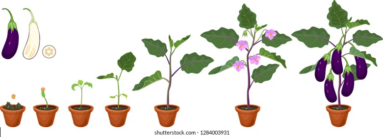 Life cycle of eggplant. Growth stages from seeding to flowering and fruit-bearing aubergine plant