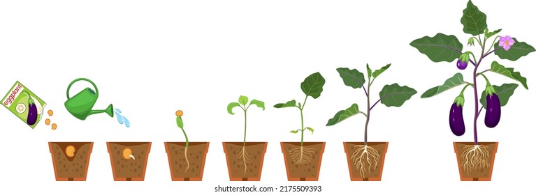 Life cycle of eggplant plant. Growth stages from seeding to flowering and fruiting plant with root system in flower pot isolated on white background