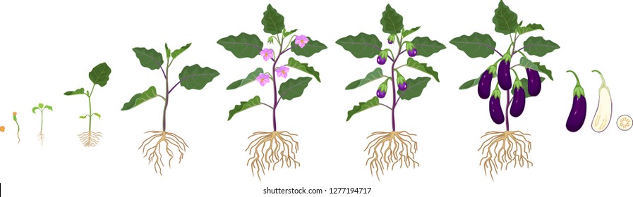 Life cycle of eggplant with root system. Growth stages from seeding to flowering and fruit-bearing aubergine plant