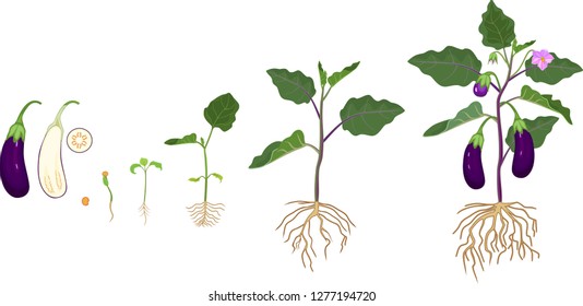 Life cycle of eggplant with root system. Growth stages from seeding to flowering and fruit-bearing aubergine plant