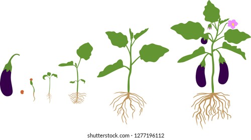 Life cycle of eggplant with root system. Growth stages from seeding to flowering and fruit-bearing aubergine plant