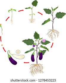 Life cycle of eggplant with root system. Growth stages from seeding to flowering and fruit-bearing aubergine plant
