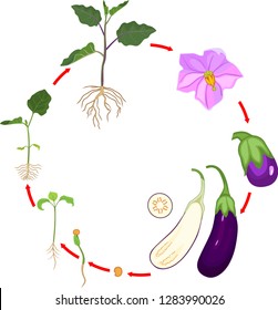 Life cycle of eggplant with root system. Growth stages from seeding to flowering and fruit-bearing aubergine plant