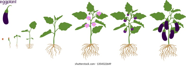 Life cycle of eggplant with root system. Growth stages from seeding to flowering and fruit-bearing aubergine plant