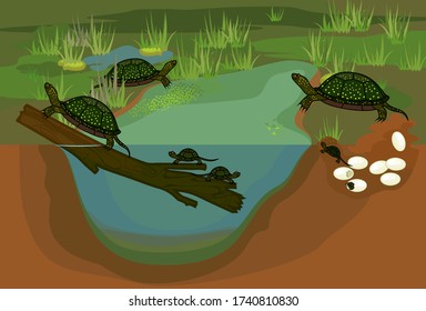 Life cycle of European pond turtle (Emys orbicularis). Pond biotope with sequence of stages of development of turtle from egg to adult animal