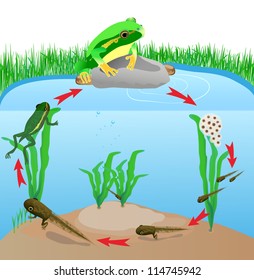 life cycle european tree frog. Metamorphose. Hyla Rana arborea. Eggs and tadpoles. Vector