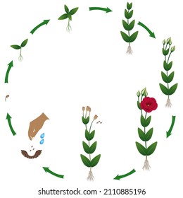 Life cycle of a eustoma plant on a white background.