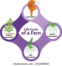 Life Cycle of a Fern Diagram illustration
