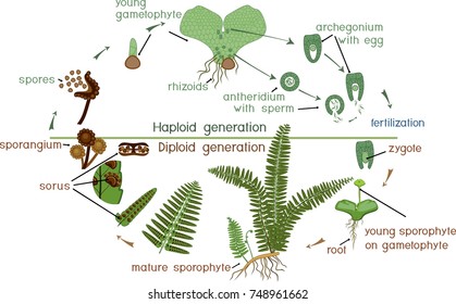 Life Cycle of Fern. Plant life cycle with alternation of diploid sporophytic and haploid gametophytic phases