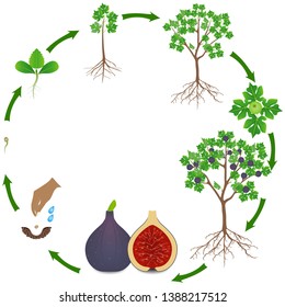 Life cycle of a fig tree on a white background.