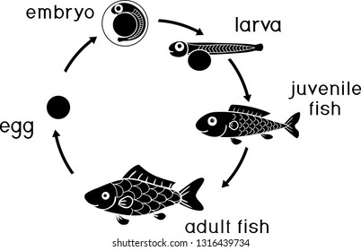 Life Cycle Of A Puffer Fish