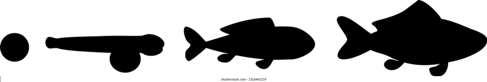 Life cycle of fish. Sequence of stages of development of fish from egg (roe) to adult animal