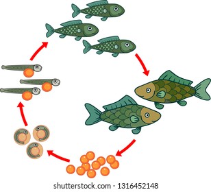 Life cycle of fish. Sequence of stages of development of fish from egg (roe) to adult animal