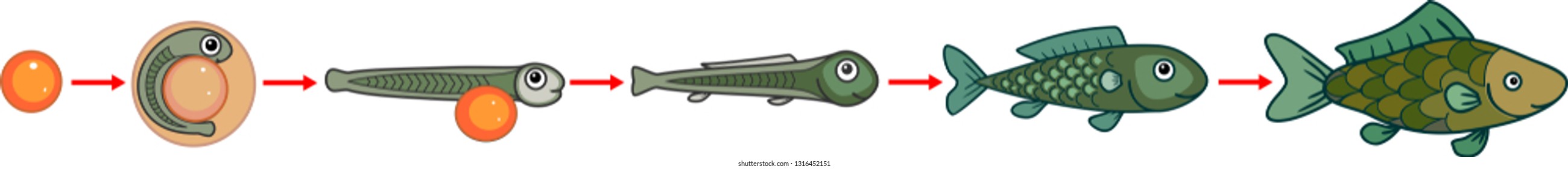 Life cycle of fish. Sequence of stages of development of fish from egg (roe) to adult animal