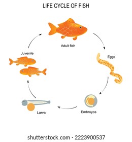 Life cycle of fish. Sequence of stages of development of fish from egg to adult animal. Life science and educational image of fish lifecycle.