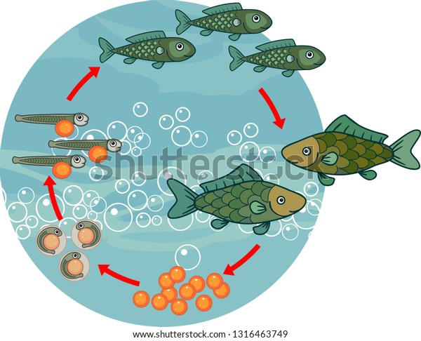 Life Cycle Fish Sequence Stages Development 库存矢量图(免版税)1316463749