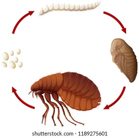 Life cycle of a flea illustration