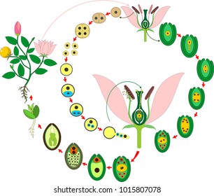 Life Cycle of flowering (Angiosperm) plant with double fertilization